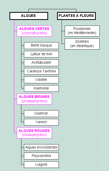 Les algues
