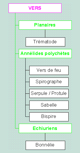 Les vers
