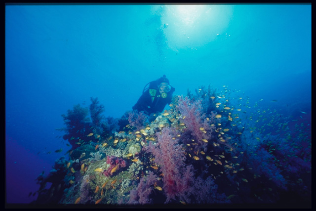 Jessica dans le jardin magique, Safari Mer Rouge (c) JL.Boyard