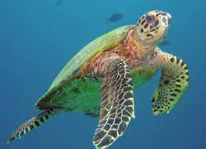 Une belle rencontre aux Maldives (c) jlb